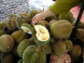 Picture Title - The Durian