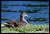 Sitting Duck