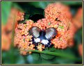 Picture Title - Papillon