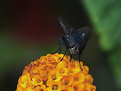 Picture Title - the fly and the flower