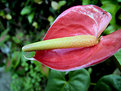 Picture Title - Anthurium