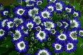 Picture Title - flores en azul