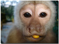 Picture Title - little monkey