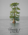 Picture Title - Serenity 1