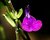 Salvia X greggii