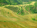 Picture Title - Dragon's Backbone Rice Terraces