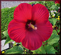 Picture Title - Giant Hibiscus