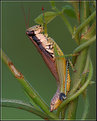 Picture Title - ATLANTIC GRASSHOPPER