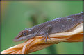 Picture Title - Green Anole (Brown Phase)