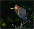 Picture Title - TRICOLORED HERON (immature)