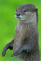 Picture Title - European Otter