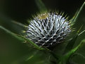 Picture Title - a woven thistle