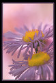 Picture Title - Erigeron glabellus