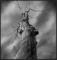 Picture Title - Dead Tree