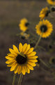 Picture Title - Sweaty Sunflower