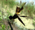 Picture Title - .:: Dragonfly's silhouette ::.