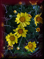 Picture Title - Little Yellow Daisies