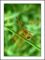 Picture Title - Another Dragonfly