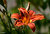 lily
