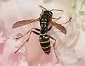 Picture Title - Small Wasp