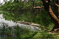 Picture Title - a raft, a tree and a lake