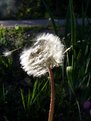 Picture Title - Make A Wish...