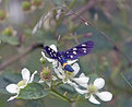 Picture Title - Butterflye?