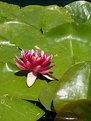 Picture Title - Lilly Pad