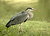 Heron