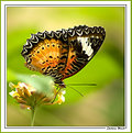 Picture Title - Another Butterfly