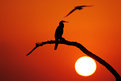 Picture Title - Cormorant Sunrise