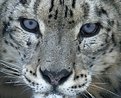 Picture Title - Snow Leopard