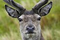 Picture Title - Red deer stag