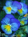 Picture Title - Pretty Pansies