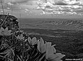 Picture Title - .:: Moody landscape ::.