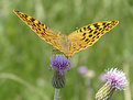 Picture Title - Butterfly&Flower