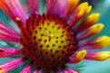 Picture Title - Gaillardia