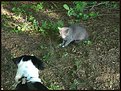 Picture Title - Cat and Dog