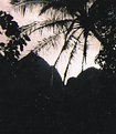 Picture Title - Hawaiian Silhouette