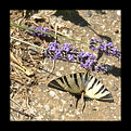 Picture Title - Butterfly #2