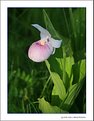 Picture Title - Lady Slipper