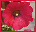 Picture Title - Hollyhock 2