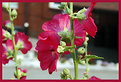 Picture Title - Hollyhock 1