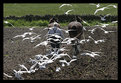 Picture Title - Follow the plough