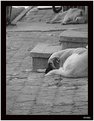 Picture Title - Sleeping Beauties..