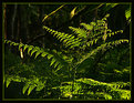 Picture Title - Fern