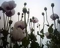 Picture Title - Opium Flowers