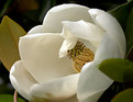 Picture Title - my first magnolia