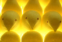 Picture Title - A Host of Angelic Peeps