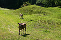 Picture Title - young cattle, fenced